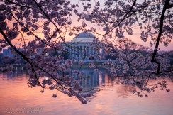 Cherry Blossoms at Dawn by BC Design